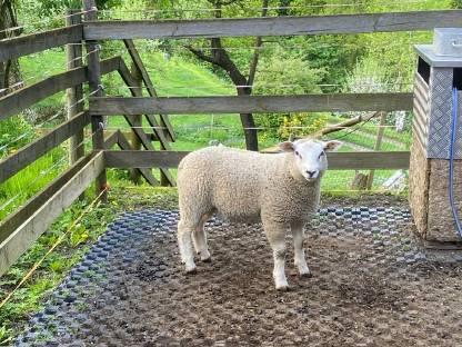 Texel Lamm männlich