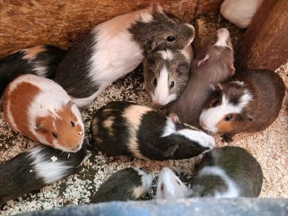 Meerschweinchen