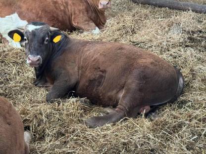 Bild 2:Angus Bio Stier