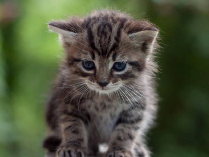 Katze