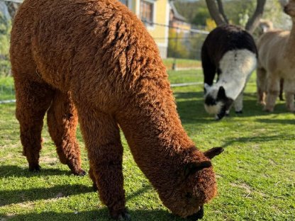 Bild 3:Alpaka Junghengste