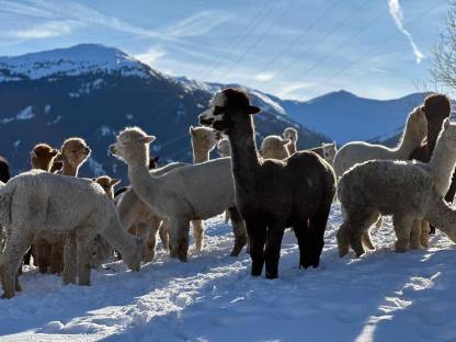 Bild 3:Alpaka Zuchtstuten, Hengste, Freizeittiere