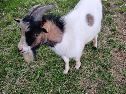 Bild 2:Mini Zwergziegenbock