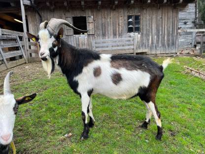 Tauernschecken Bock