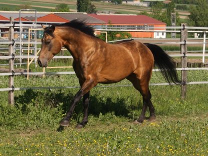 Bild 8:Deckanzeige American Quarter Horse Hengst Onelittlestepforluna