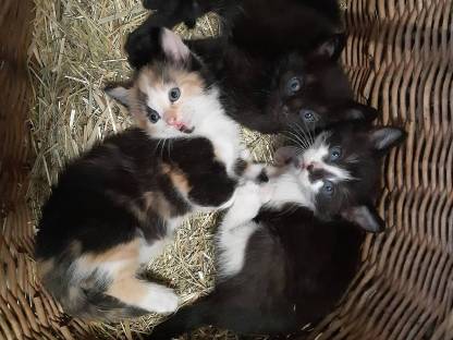 Katzenbabys