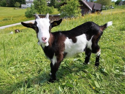 Tauernschecken Bockkitze