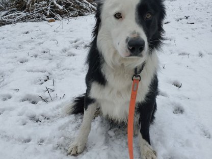 "Paddy" Border Collie