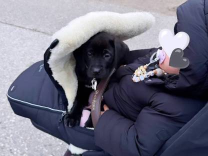 Bild 2:Broholmer Welpen - Dänischer Königshund