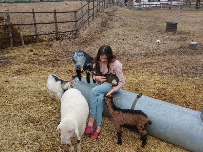 Bild 9:Schafe Lämmer, Ziegenkitze, Ziegenbock