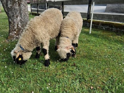 Walliser Schwarznasen Schafe