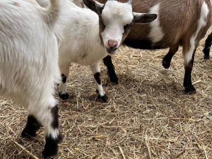 Zwergziegen abzugeben – männlich & weiblich