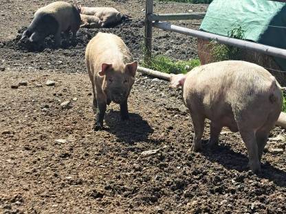 Verkaufe Schlachtschweine