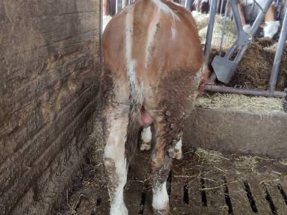 Fleckvieh Stier