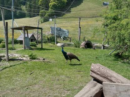 Bild 2:Pfau