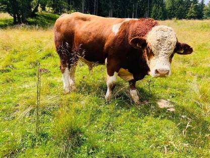 FV-Fleisch Deckstier, genetisch hornlos