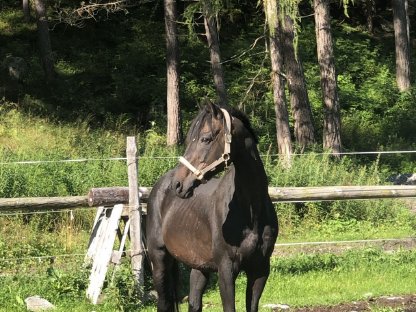 Wallach Warmblut