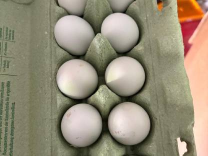 Bild 5:Bruteier Buntleger