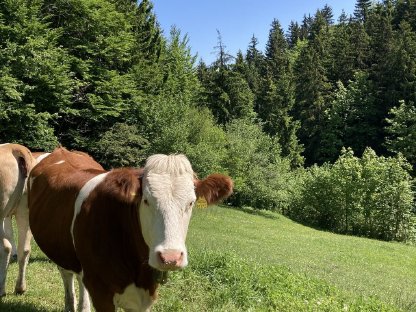 Trächtige Fleckvieh Zuchtkalbin Bio