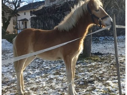 Haflinger Hengstfohlen Novello