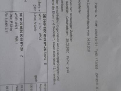 Bild 3:Alpiner Steinschafbock