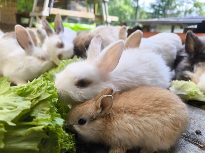 Bild 5:Kaninchenbabys und Erwachsene