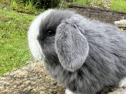 Bild 5:Baby Hasen Mini Lop