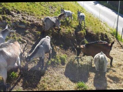 Bild 5:Pinzgauer Blobe Bockkitze Mischung bio