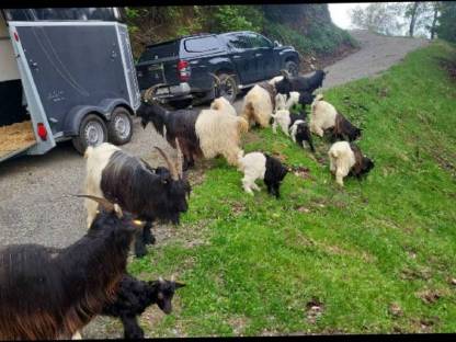 Walliser Schwarzhalsziegen Kitz weiblich