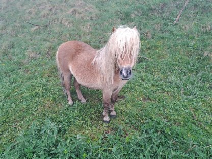 Minipony