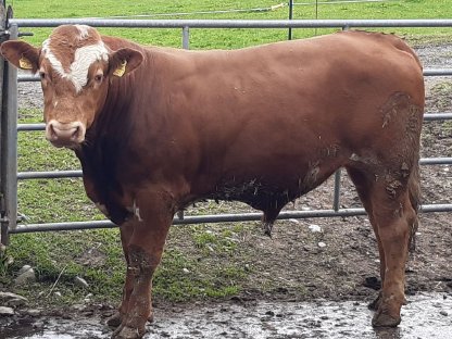 Stier