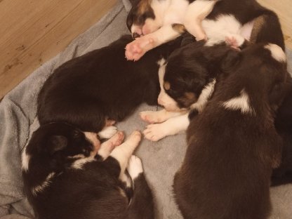 Bild 3:Border Collie Welpen