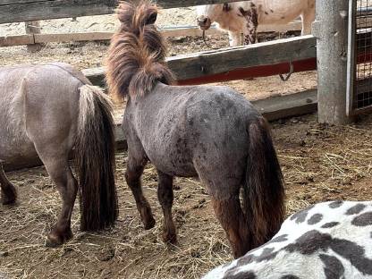 Bild 8:Shettys zu verkaufen