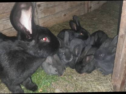 Bild 2:Fleischhasen Riesenhasen