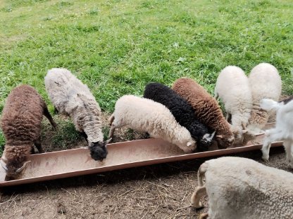 Walliser Schwarznasen, Quessant Schafe und Tauernschecken