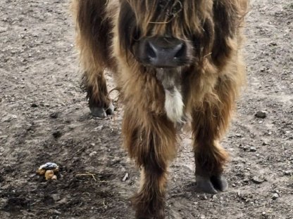 Bild 2:Hochlandrind Stier zu verkaufen