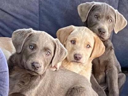 Labradorwelpen: silber, charcoal, champagner