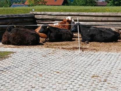 Bild 5:Aberdeen Angus