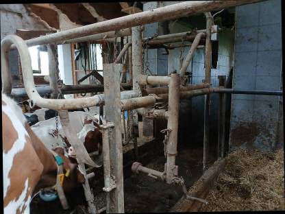 Bild 3:Klauenpflegestand