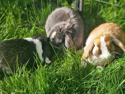 Zwerghase Miniloop Schlappohren Hängeohren Schatten Kaninchen
