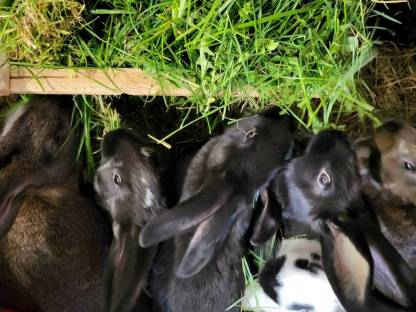 Bild 4:Fleischhasen geschlachtet und reinrassige deutsche Schecken