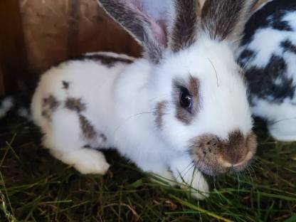Bild 5:Riesenhasen, Fleischhasen, Riesenschecken, Baby Hasen