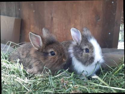 Zwergkaninchen