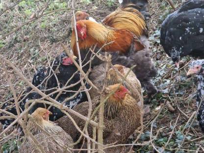 Bild 5:Brahma & Zwergseidenhühner Bruteier