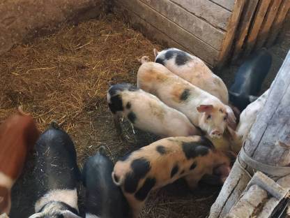 Freiland Ferkel
