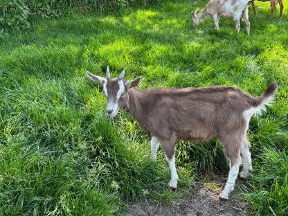 Bild 2:Toggenburger Kitz