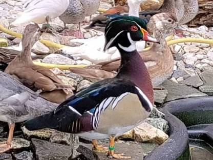 Braut Enten Paar