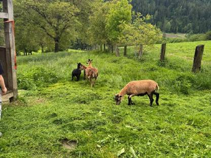 Kamerunschaf Auen