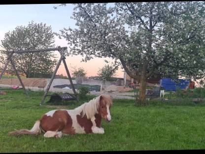 Ponystute