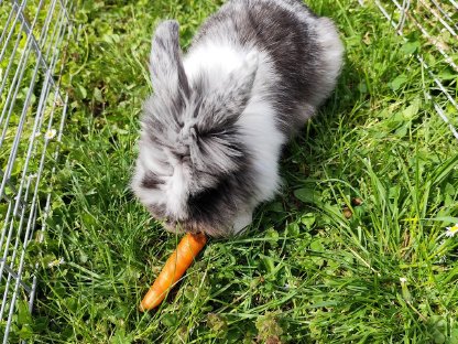 Zwergkaninchen, Löwenköpfchen